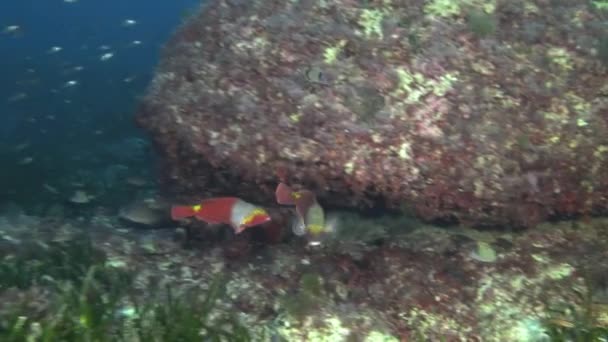 Parrot Fish Mediterranean Sea Scuba Diving Majorca — Stock video