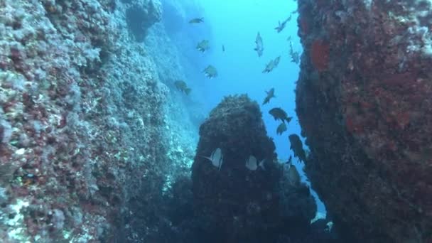 Pov Scuba Diving Brown Meagre Mediterranean Breams Fish — Stock videók