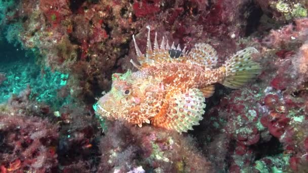 Mediterranean Underwater Life Red Scorpion Fish — Stockvideo