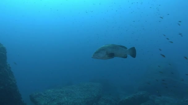 Underwater Life Big Grouper Fish Cloudy Water — 图库视频影像