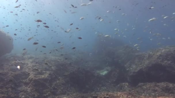 Underwater Landscape Mediterranean Marine Reserve Majorca — 图库视频影像