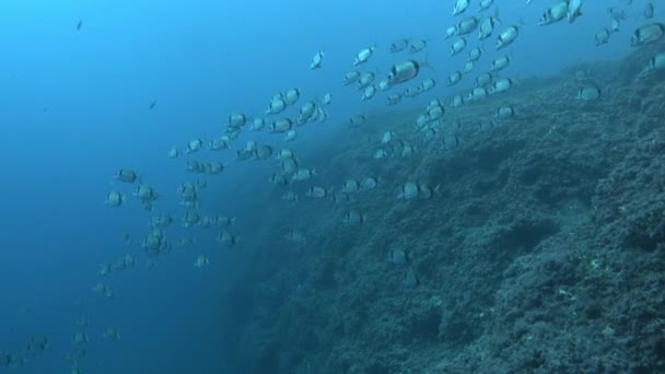 Two Banded Brea Fish Shoal Scuba Diving Majorca — Stock videók