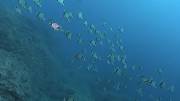 Fish Shoal Two Banded Breams Mediterranean Underwater — Vídeos de Stock