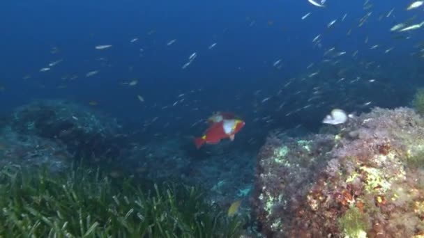 Underwater Life Two Colourfull Parrotfish Scuba Diving Majorca — Video Stock
