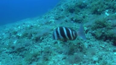 İmparatorluk çipleri deniz tabanında yüzüyor. Akdeniz suları altında.