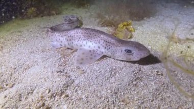 Suyun altında vahşi yaşam, derin bir deniz tabanında kedi balığı görüldü.
