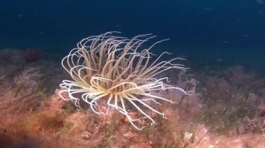 Cerianth in a deep seabed - Nature underwater