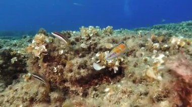 Marine life - Mediterranean Sea reef fishes in clean sea water
