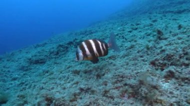 Undersea life - Imperial bream swiimms in clean sea water
