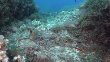 POV - Mediterranean underwater landscape