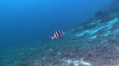 Suyun altındaki balıklar - İmparatorluk çipleri deniz tabanında yüzüyor