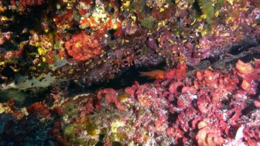 Renkli bir sualtı sahnesinde kardinal balık.