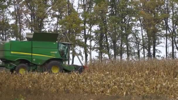 Kombajn Zbożowy Rolnicze Maszyny Jazdy Dziedzinie Kukurydzy Złote Dojrzałe — Wideo stockowe