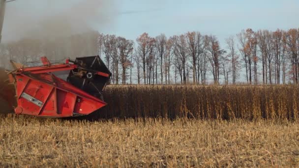 黄金の大豆の分野で収穫機の農業機械の乗り心地を組み合わせる — ストック動画