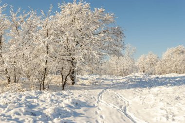 Winter landscape on a snowy sunny day with a road and snow covered trees 