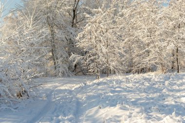 Winter landscape on a snowy sunny day with a road and snow covered trees 