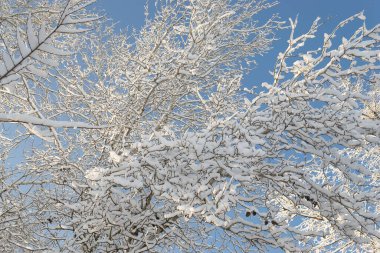 Winter landscape on a snowy sunny day with snow covered trees 