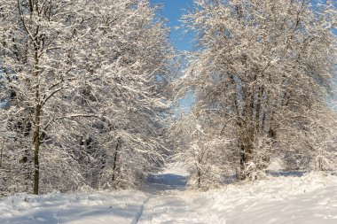 Winter landscape on a snowy sunny day with a road and snow covered trees 