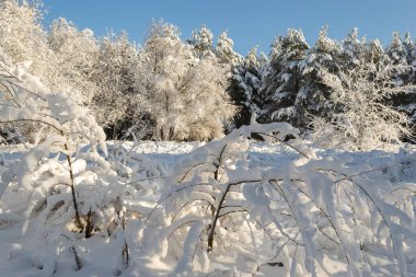 Winter landscape on a snowy sunny day with snow-covered pines and other trees 