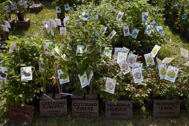 CARAVINO, ITALY - 28 Nisan 2023: Kiraz, kestane, yenilebilir gül bitkileri İlkbaharda Torino, İtalya yakınlarındaki Masino Şatosu 'nda Tre Giorni per il Giardino fuarı sırasında satışa sunuldu.