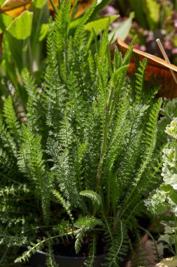 Achillea bitkileri, bahar güneşinde yeşil yapraklı kiremit.