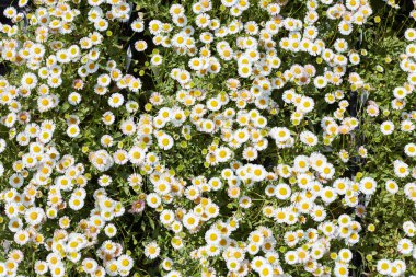 Daisy, Bellis Perennis, bitkiler ve çiçekler baharda arkaplan, güneş ışığı