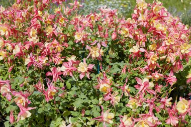 Pembe ve sarı sümsük çiçekleri, ilkbaharda Aquilegia bitkileri, güneş ışığı