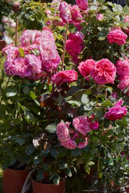 CARAVINO, İtalya - 28 Nisan 2023: Torino, İtalya yakınlarındaki Masino Şatosu 'nda Tre Giorni başına düşen il Giardino fuarı sırasında baharda çiçekli pembe güller.