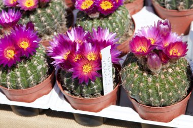 Notocactus uebelmannianus kaktüsleri güneş ışığında küçük vazolarda pembe çiçeklerle 
