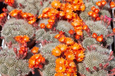 Rebutia flavistyla, kaktüs bitkileri portakal çiçeği desenli güneş ışığı arkaplanı