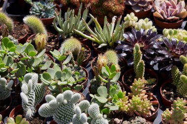 İlkbahar güneşinde sulu bitkiler ve küçük kaktüs dokusu