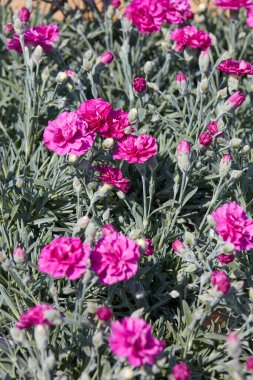 Dianthus, karanfil çiçekleri ve bitkiler baharda arkaplan dokusu, güneş ışığı 