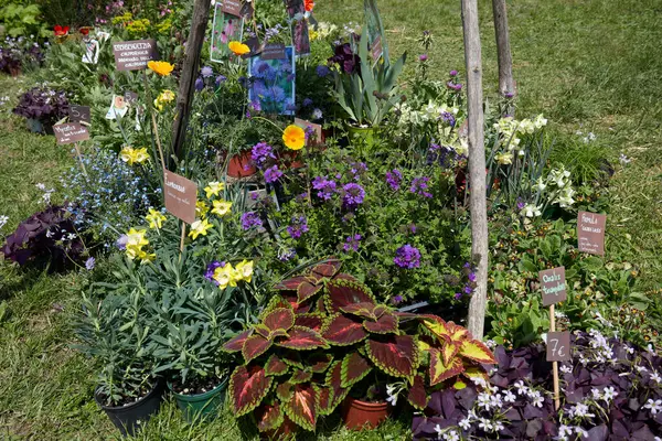 Caravino Italy April 2023 Plants Flowers Sale Spring Tre Giorni — Stock Photo, Image