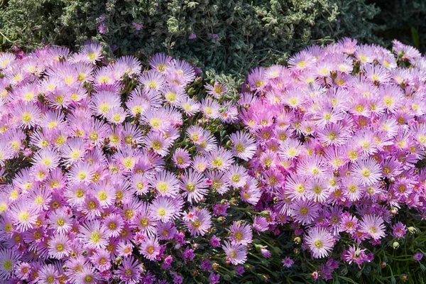 Rośliny Lampranthus Różowe Kwiaty Tekstury Tle Wiosną Światło Słoneczne — Zdjęcie stockowe