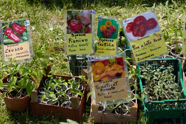 Caravino Italien April 2023 Olika Tomat Och Pepparväxter Lådor Våren — Stockfoto