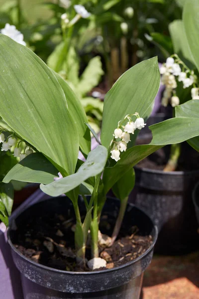 Lily Vallley Convallaria Majalis Växter Och Blommor Ren Vas Solljus — Stockfoto