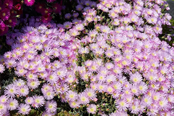 Lampranthus Växter Och Rosa Blommor Konsistens Bakgrund Våren Solljus — Stockfoto