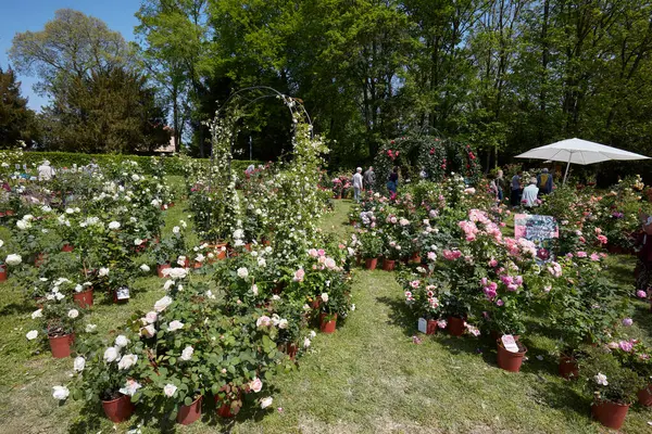 Caravino Italy April 2023 Roses Plants Spring Tre Giorni Giardino — Stock Photo, Image