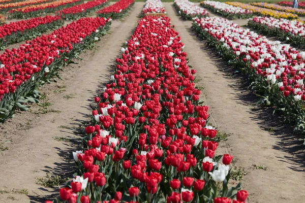 Tulpenblüten Roten Und Weißen Farben Und Feld Frühlingssonnenlicht — Stockfoto