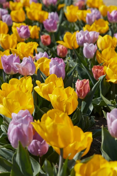 Tulip Flowers Yellow Purple Colors Spring Sunlight — Stock Photo, Image