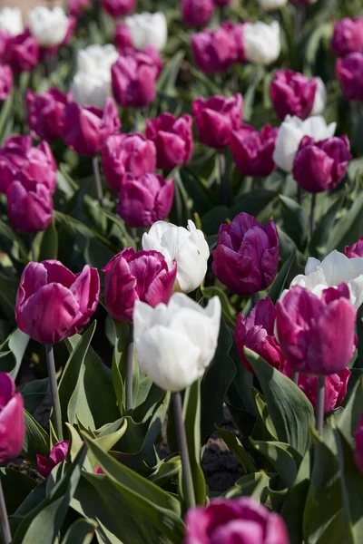 Tulip Flowers Purple White Colors Texture Background Spring Sunlight — Stock Photo, Image