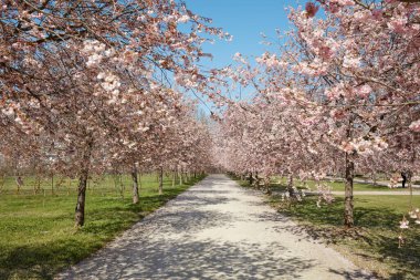 VENARIA GERÇEK, İTALYA - 29 Mart 2023: Bahar güneşinde Reggia di Venaria Parkı 'nda kiraz ağacı çiçeğiyle yol