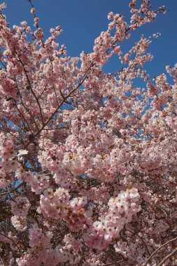 Kiraz ağacı yaprakları, pembe çiçekli dallar güneşli bir bahar günü, mavi gökyüzü
