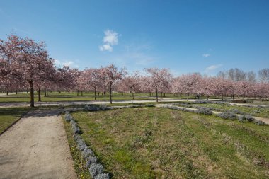 VENARIA GERÇEK, İTALYA - 29 Mart 2023: Bahar güneşinde Reggia di Venaria bahçesinde pembe çiçekli kiraz ağacı çiçeği