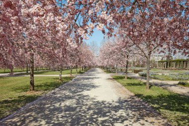 VENARIA GERÇEK, İtalya - 29 Mart 2023: Pembe çiçekli kiraz ağacı çiçeği, bahar güneşinde Reggia di Venaria parkında boş bir patika