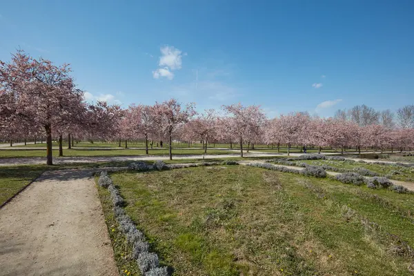 VENARIA GERÇEK, İTALYA - 29 Mart 2023: Bahar güneşinde Reggia di Venaria bahçesinde pembe çiçekli kiraz ağacı çiçeği