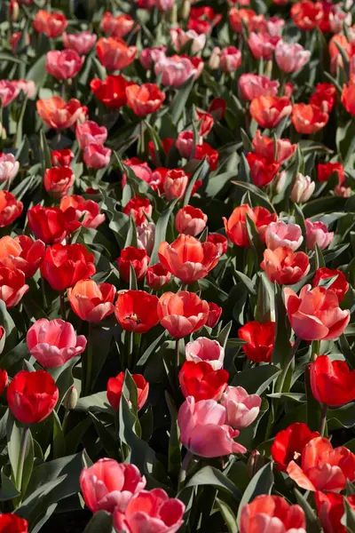 Tulipa Flores Campo Vermelho Rosa Cores Textura Fundo Luz Solar Imagem De Stock