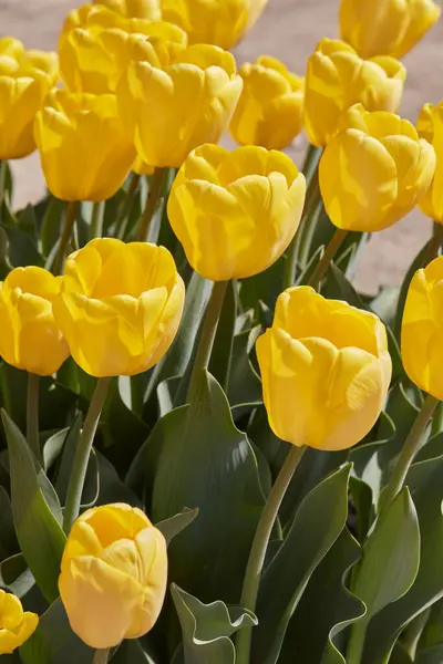 Tulipa Flores Amarelas Luz Solar Primavera Imagens Royalty-Free