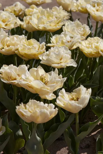 Tulipa Verona Flores Textura Fundo Luz Solar Primavera — Fotografia de Stock