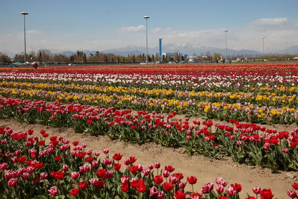 Turin Itália Março 2023 Tulipani Italiani Exposição Coloridas Linhas Flores Fotografia De Stock